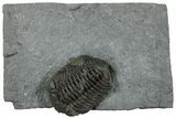 Long Eldredgeops Trilobite Fossil - Silica Shale, Ohio #232229-1